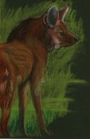 Maned wolf